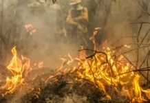 Criação de Comitê Nacional de Manejo do Fogo é publicada no Diário Oficial da União